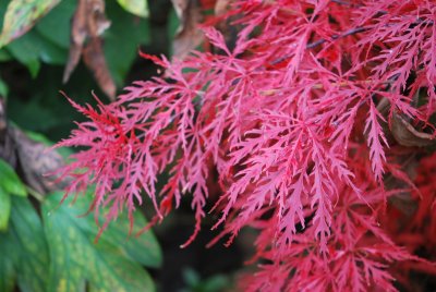 Acer palmatum 'Dissectum atropurpureum' - javor dlanitolistý - listy podzim